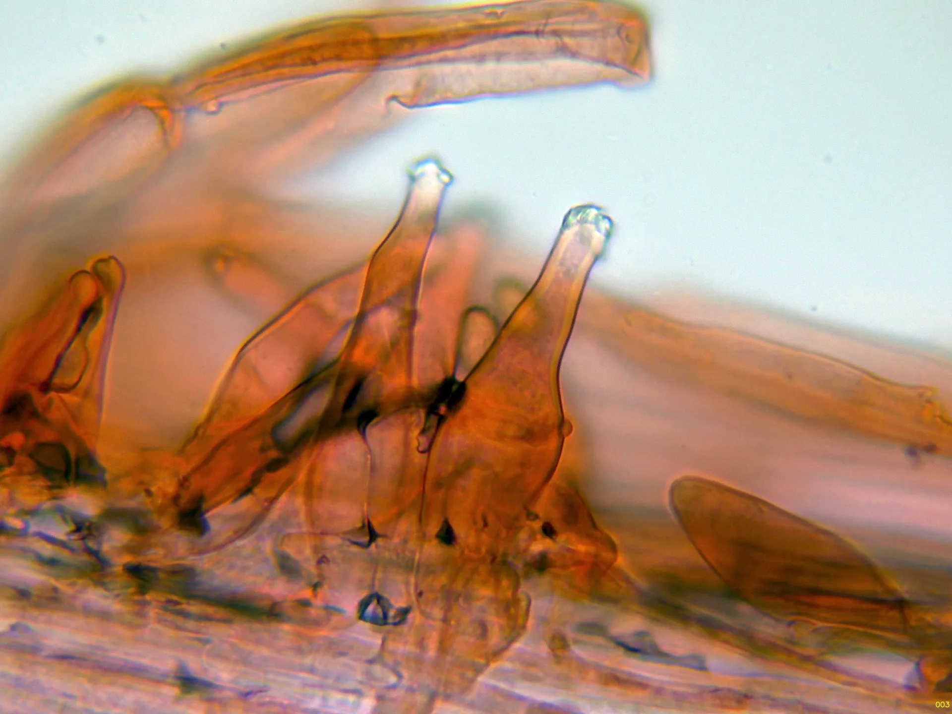 Microscopía de Inocybe nitidiuscula - 10 - Caulos alto-003